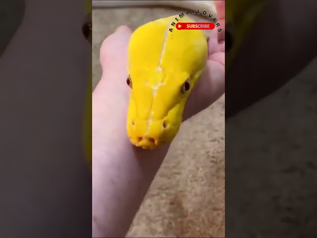 Pet Python Snake is Very Beautiful  #shorts #sankes #python #shortvideos
