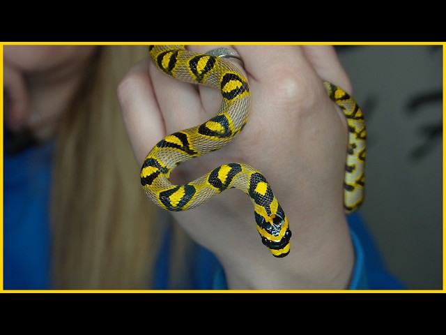 The Most Colorful Snakes in Our Entire Collection!