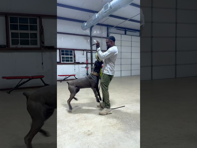 Tug Time with Cane Corso