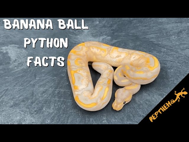 8 Fascinating Banana Ball Python Facts