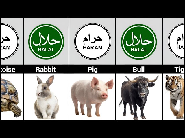 Halal and Haram Animal Meat in Islam☪