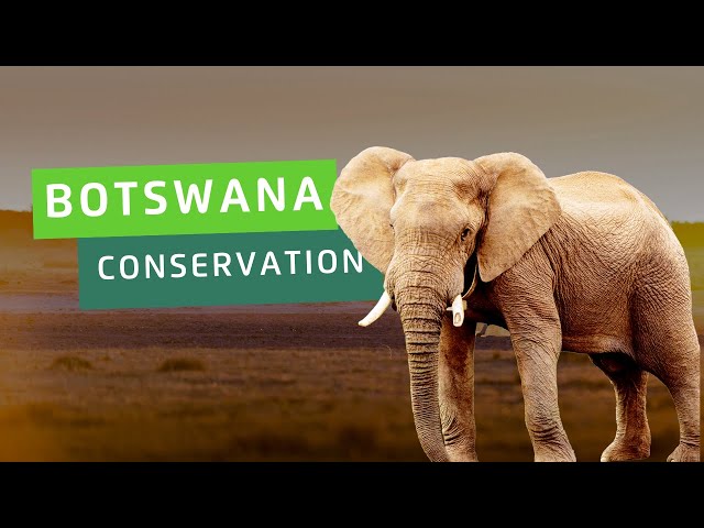 Wildlife Conservation in Botswana | Projects Abroad
