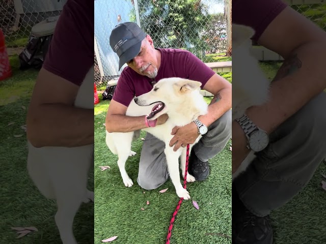 72 HOURS NEW A5707438 Daisy | German Shepherd Mix Puppy