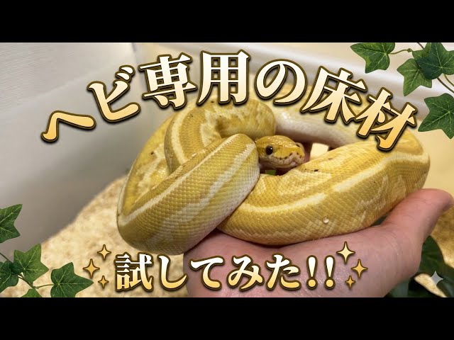 I tried using snake-specific substrate for my ball python, Pal-chan, and she had a "minor panic a...