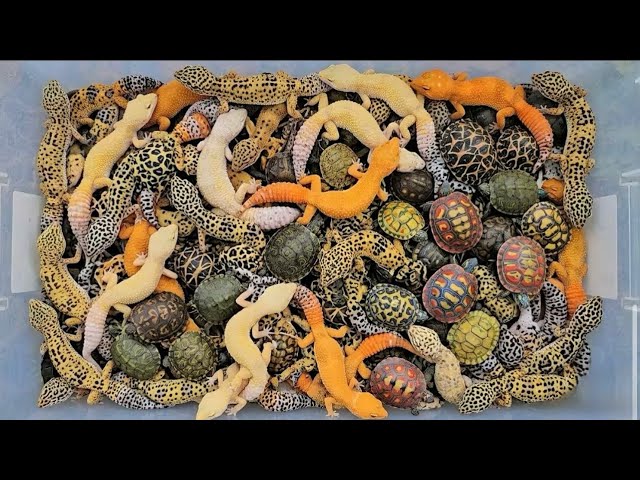 🙀Catching amazing Giant Centipede Millipede maggots been in Deep Forest