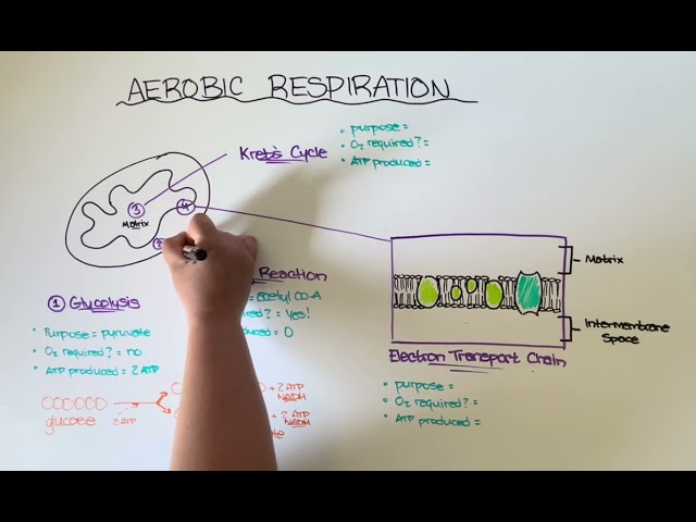 Aerobic Cell Respiration