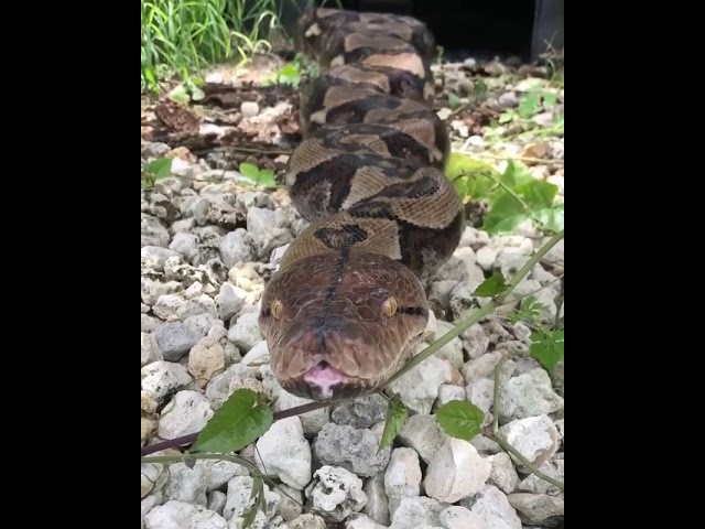 Face to face with a reticulated python