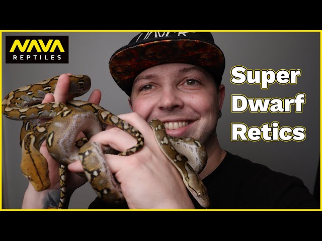 Dwarf & Super Dwarf Reticulated Pythons | My Favorite Species