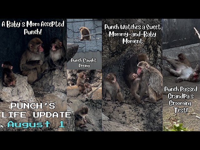 🐒 August 1 |A Baby’s Mom Finally Accepted and Groomed Punch!🙉UPDATE