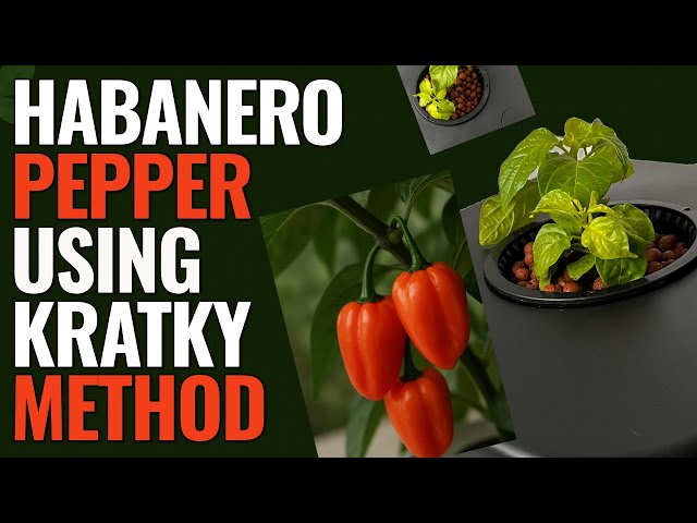 How I home-grow my HABANERO PEPPER Hydroponically using KRATKY METHOD | UK | HOME GARDENING