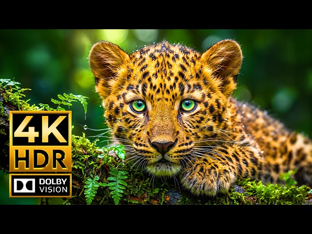 Amazing Animals | 4K HDR Dolby Vision 120fps | Breathtaking Wildlife 4K/8K OLED Showcase