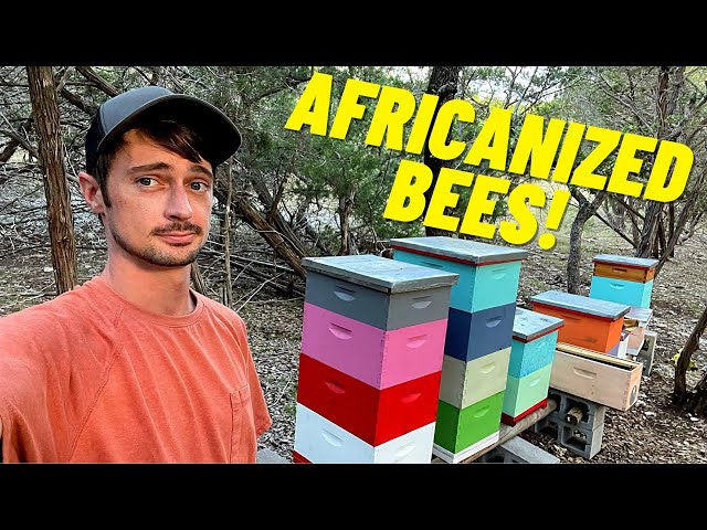 Extracting HONEY from AFRICANIZED BEES - Treatment Free Beekeeping