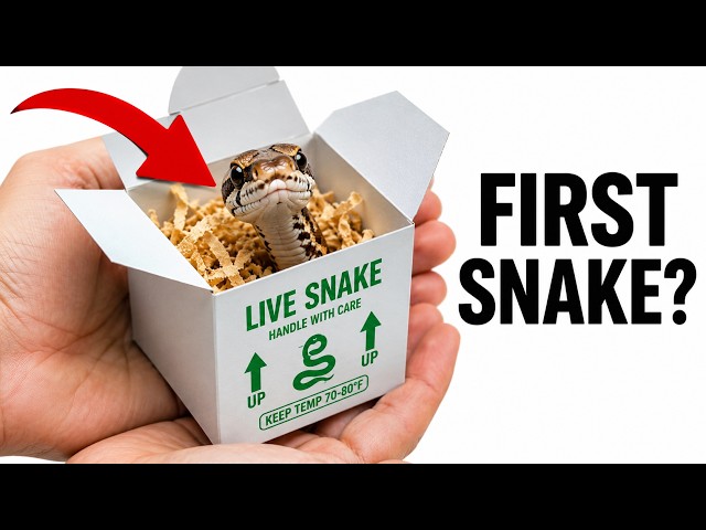 Every Friendly Snake Explained in 12 Minutes