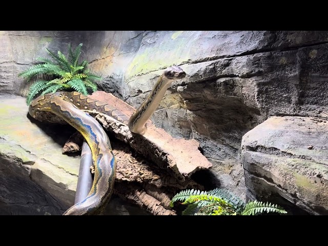Reticulated Python Periscoping in enclosure 