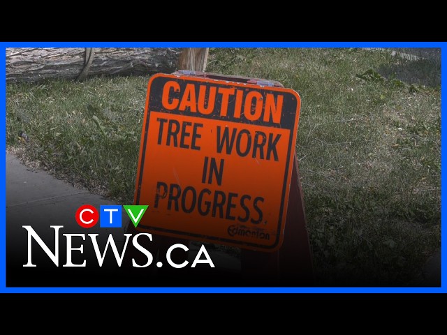 Storms playing a role in the spread of Dutch elm disease in Edmonton