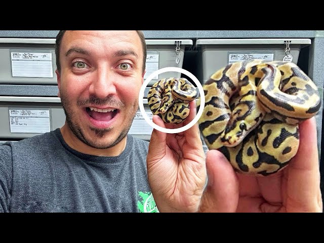 SURPRISE CRYPTONS!!!