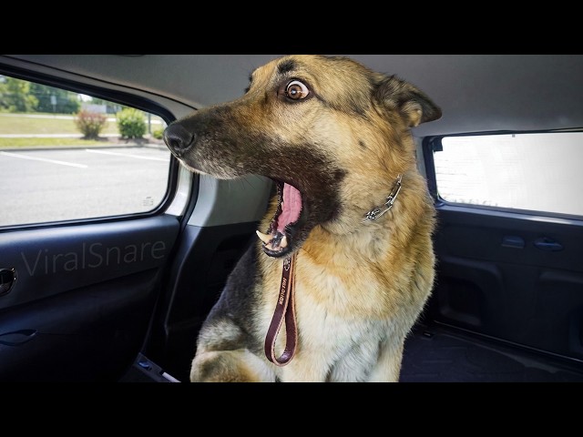 FUNNIEST SCARED DOGS | Pure Comedy