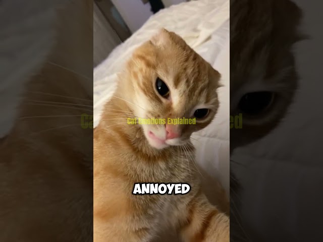 Decode your cat's body language instantly #petadvice #catsoftiktok