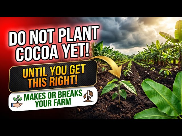 HOW TO ESTABLISH COCOA AND PLANTAIN COMMERCIAL FIELD THE RIGHT WAY/ Complete Technical Guide/