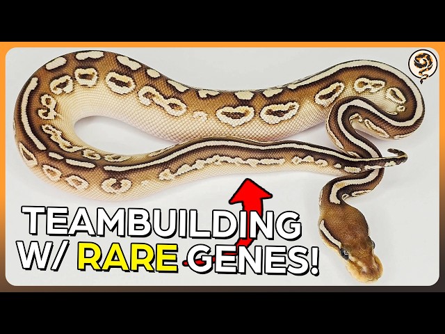 Building a $5000 Ball Python Breeding Team, but I MUST use a RARE Gene!
