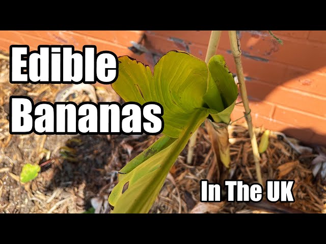 Growing Edible Bananas Inground In The UK - June 2023