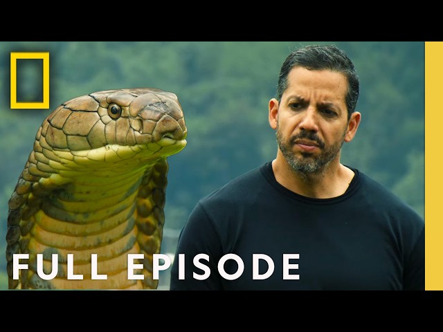 What's Freakier than Venom & Illusion? | David Blaine Do Not Attempt | FULL EPISODE | Nat Geo