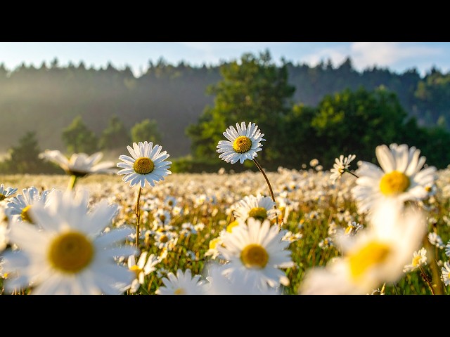 🔴 Dissolve Stress: Peaceful Wildflower Meadow Ambience with 5AM Morning Birds & Dew. LIVE