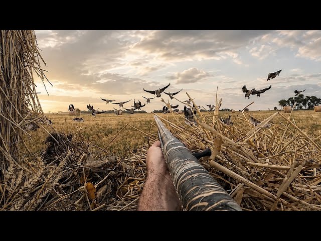 Goose Hunting 2026 Nodak Early Season | 5-Day Full Film