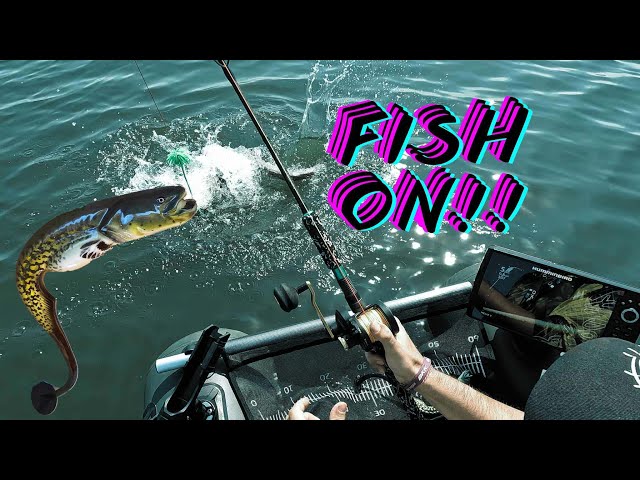Catfish Belly boat & clonk 😱🔥