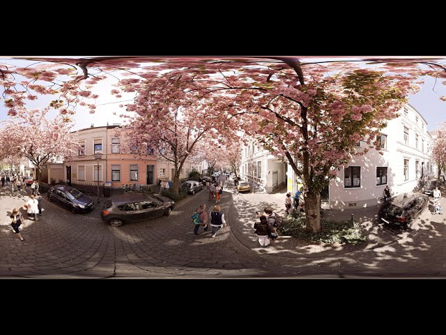 360° STOCK VIDEO 4K | Cherry Blossoms In Spring | Atmosphaeres