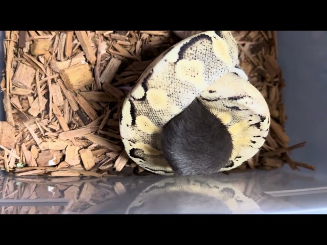 Ball python eating rat
