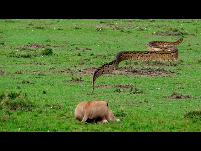 When the lion meets the giant snake! See what happened!