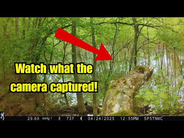 I put a trail camera HIGH up in a tree and here's what I captured!