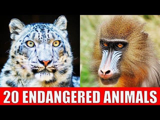 ENDANGERED ANIMALS | Learn Animal Species in Danger of Extinction