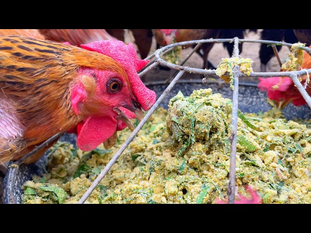 Best Fermented Feed for Livestock and Poultry!