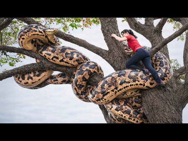 UNBELIEVABLE -- 150 days hunting Giant Pythons on tall trees - What will happen next?
