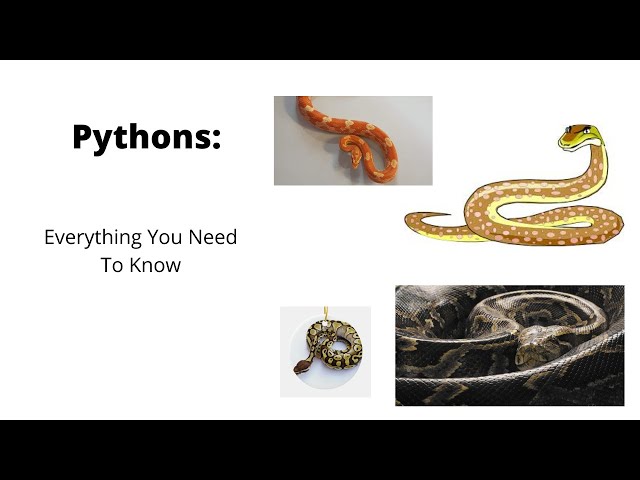 Pythons: Everything You Need To Know