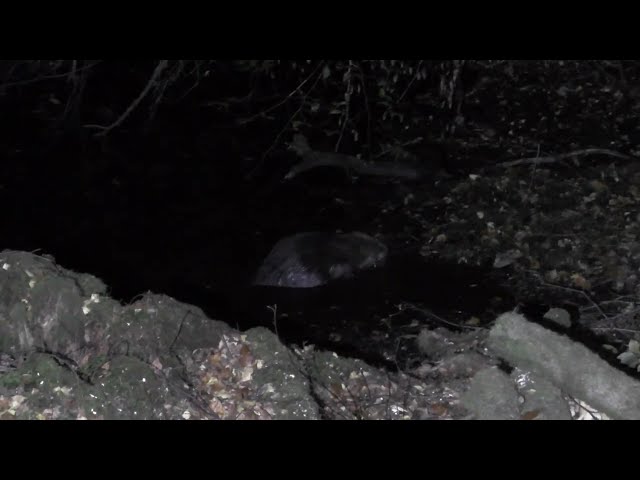 Beaver Watching in The Enchanted Forest 11_10_24