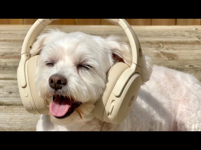 Skullcandy Crusher 720 and 1080. THX Spatial Audio or Bose? Which is better? 