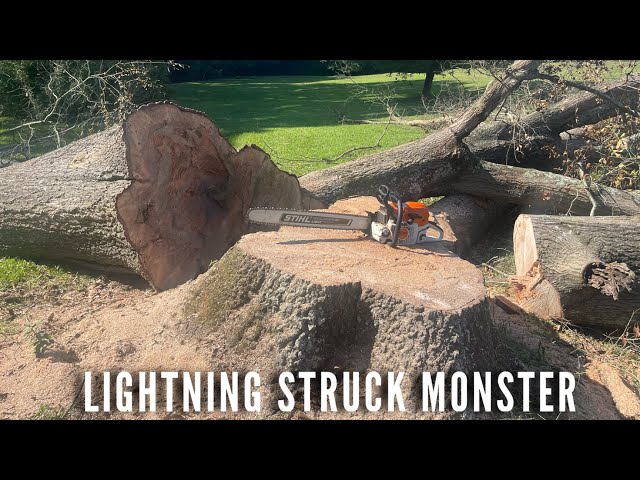 This tree was a monster to deal with