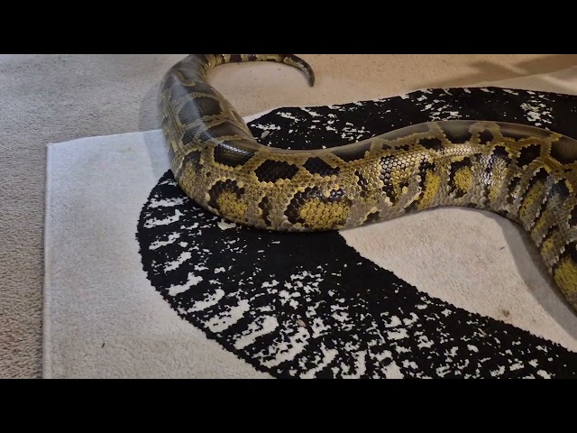 7 year old Burmese Python 