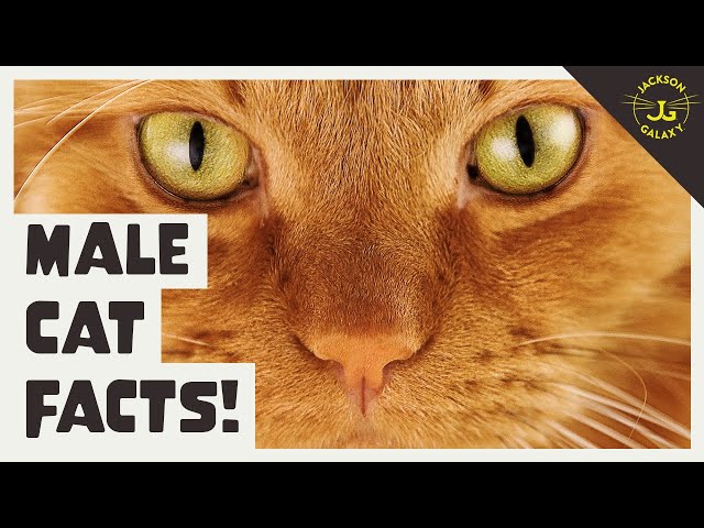 5 Facts About the Male Cat!