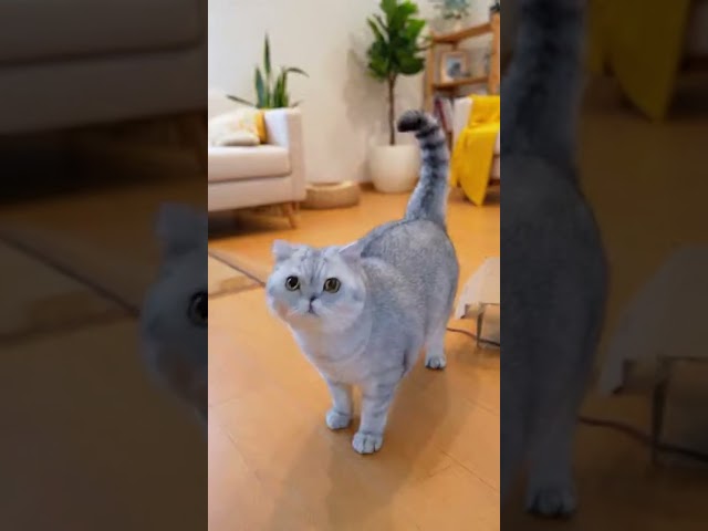 He’s fluffy AND judgmental