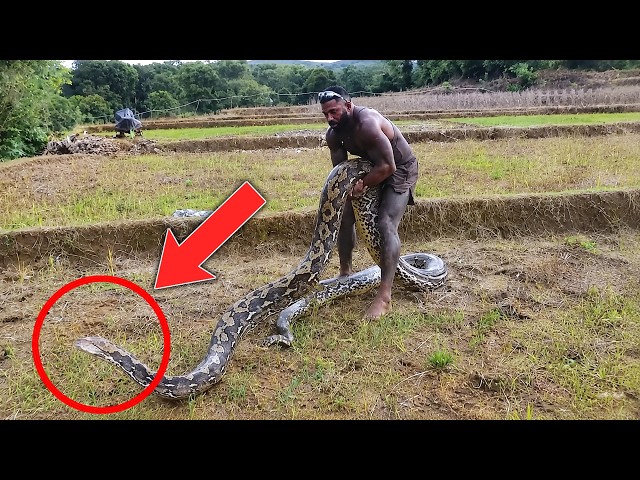 Top 8 Biggest Snakes In The World | FactEX