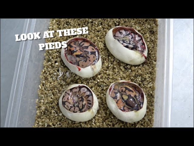 These Babies Are So Orange !! Ball Python Egg Cutting!!