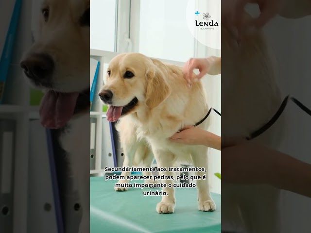 O que é a leishmaniose? #lendavet #leishmaniose