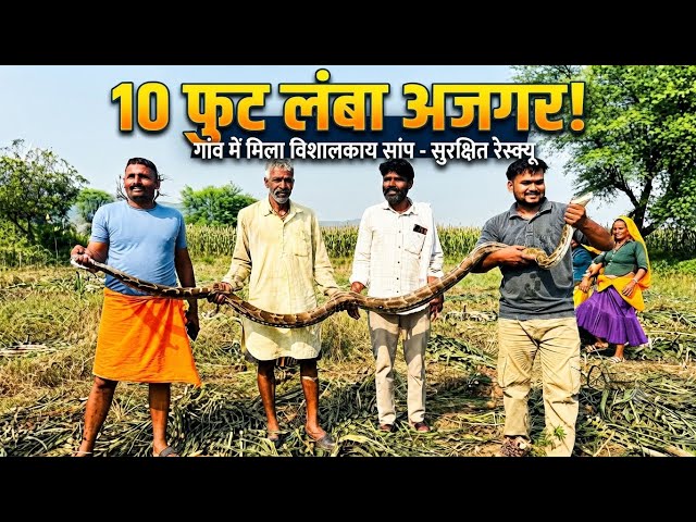 Death danger loomed over women working in the fields! Caught a 10-foot python | python Snake Rescue