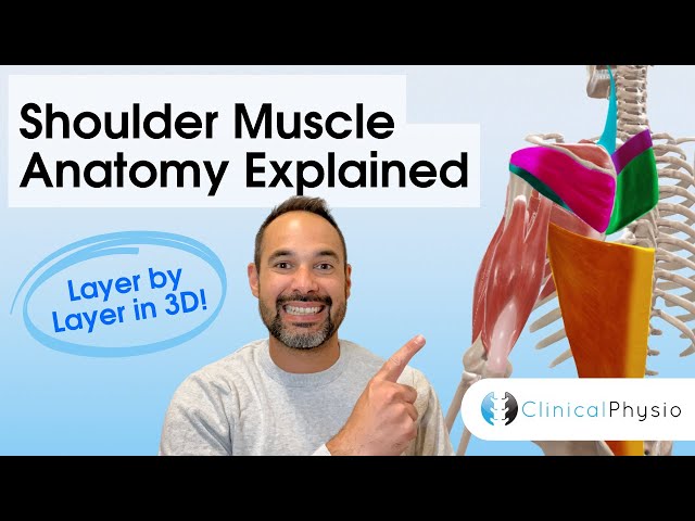 Shoulder Muscles Anatomy | Layer-by-Layer Explained for Physiotherapists