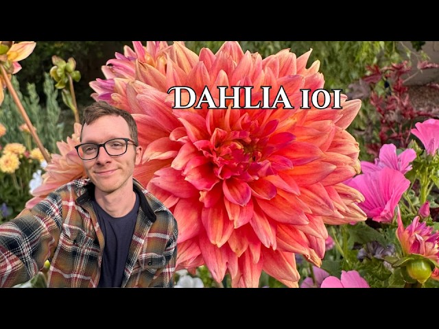 Growing Dahlias in zone 9b!
