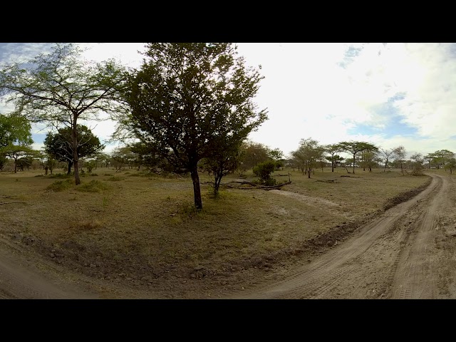 360 Video Tanzania Wildlife Film trip  - Photos of Africa VR Safari
